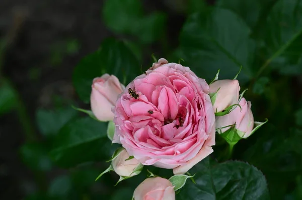 花园中美丽的玫瑰花朵 — 图库照片