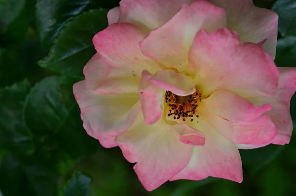 Όμορφο Τριαντάφυλλο Στον Κήπο Φλοράλ Φόντο — Φωτογραφία Αρχείου