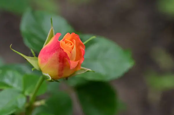 Όμορφο Τρυφερό Τριαντάφυλλο Λουλούδι Στον Κήπο — Φωτογραφία Αρχείου
