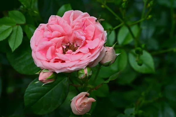 Gyönyörű Rózsák Nőnek Kertben Nyáron Napsütéses Nap — Stock Fotó
