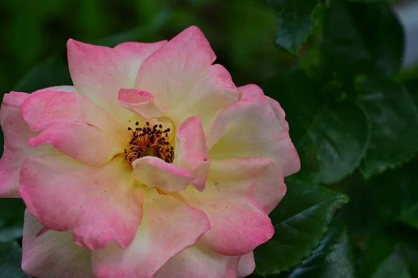 Krásná Růže Zahradě Květinové Pozadí — Stock fotografie