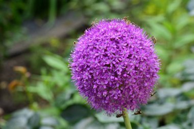 Bahçedeki güzel çiçek, çiçekli arka plan 