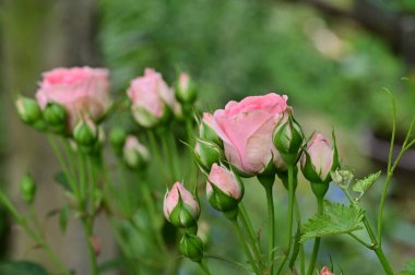 Güneşli yaz gününde bahçede büyüyen güzel güller. 
