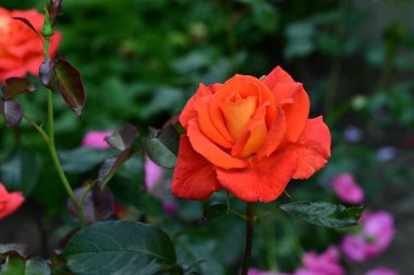 Bahçede güzel bir gül, çiçekli bir arka plan 