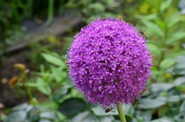 Bahçedeki güzel çiçek, çiçekli arka plan 