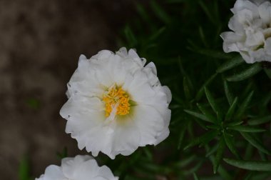 Bahçedeki güzel beyaz çiçekler 