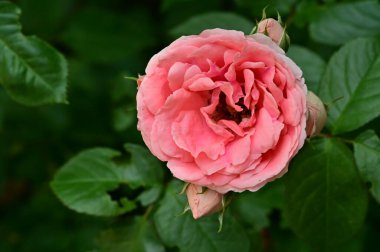 Güneşli yaz gününde bahçede büyüyen güzel güller. 