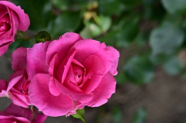 Güneşli yaz gününde bahçede büyüyen güzel güller. 