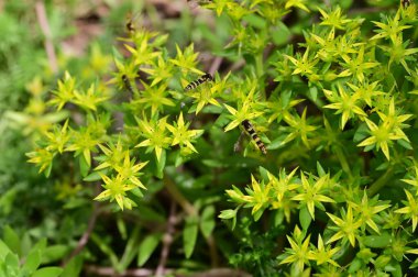Güzel botanik fotoğrafı, doğal duvar kağıdı. Bahçede büyüyen güzel çiçekler 
