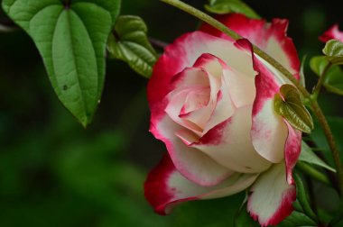 Güneşli yaz gününde bahçede büyüyen güzel güller. 