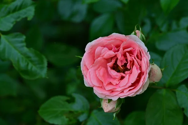 Mawar Indah Tumbuh Taman Pada Musim Panas Hari Yang Cerah — Stok Foto