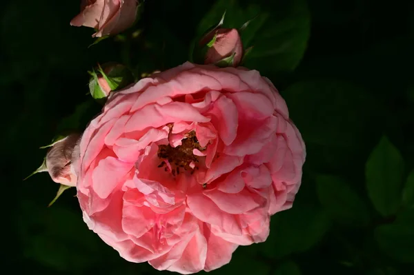 Belles Roses Poussant Dans Jardin Journée Ensoleillée Été — Photo