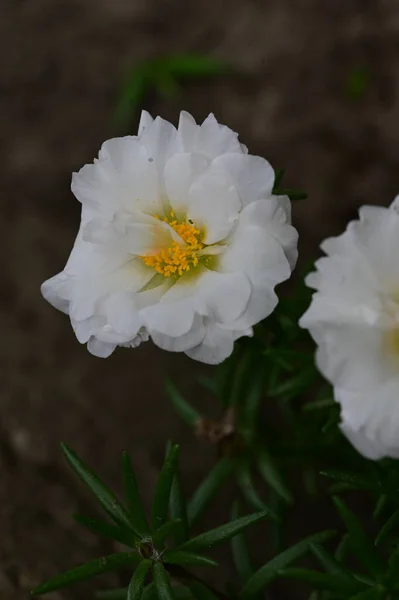Smukke Hvide Blomster Haven - Stock-foto