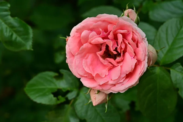 Bellissime Rose Che Crescono Giardino Estate Giornata Sole — Foto Stock