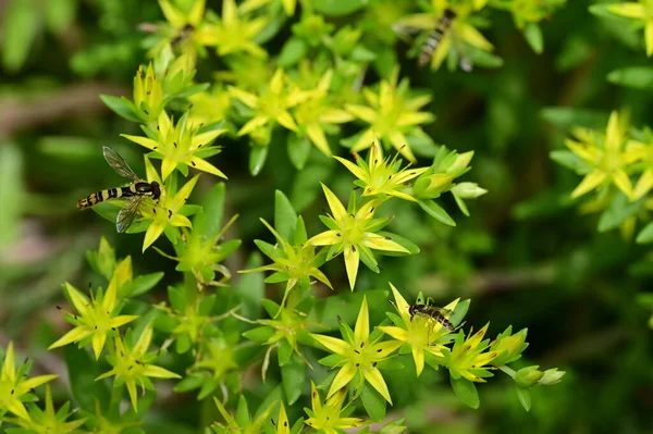 Vacker Botanisk Skott Naturliga Tapeter Vackra Blommor Som Växer Trädgården — Stockfoto