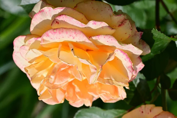 Bahçede Güzel Narin Bir Gül Çiçeği — Stok fotoğraf