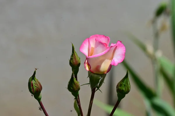 Όμορφα Τριαντάφυλλα Που Μεγαλώνουν Στον Κήπο Την Ηλιόλουστη Μέρα Του — Φωτογραφία Αρχείου