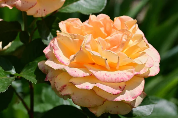 美丽的玫瑰花生长在花园里 — 图库照片
