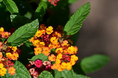 Bahçedeki küçük çiçekleri yakın plan çek.