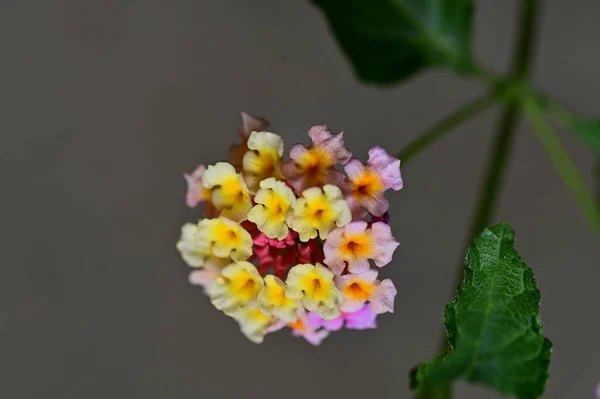 stock image close up shot of tiny flowers in the garden