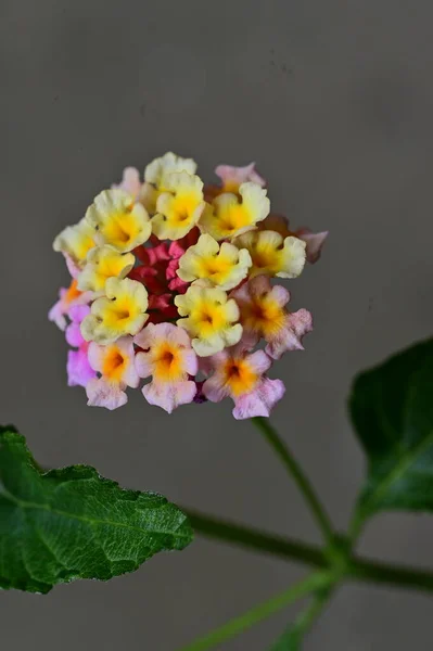 Nahaufnahme Winziger Blumen Garten — Stockfoto