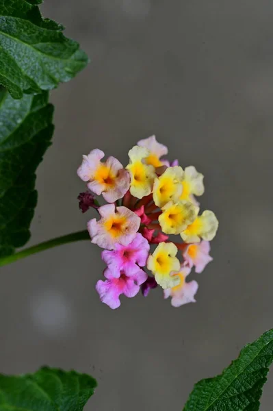 Gros Plan Minuscules Fleurs Dans Jardin — Photo