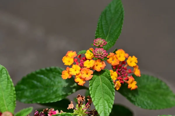 Close Shot Tiny Flowers Garden — Stock Photo, Image