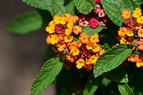 Nahaufnahme Winziger Blumen Garten — Stockfoto