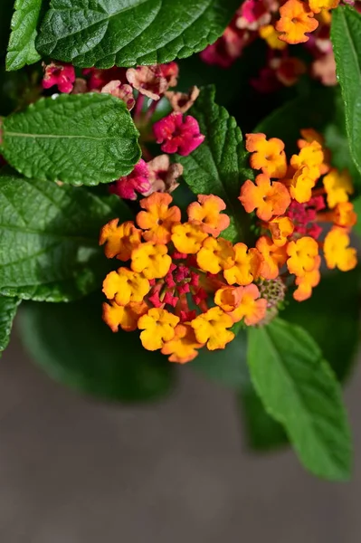 Close Shot Tiny Flowers Garden — Stock Photo, Image