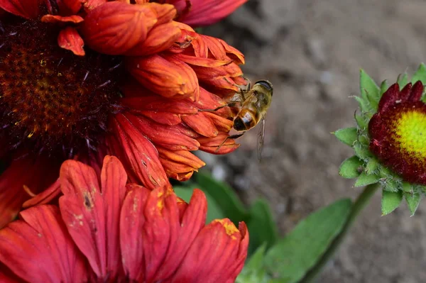 Пчела Красных Цветах Саду — стоковое фото