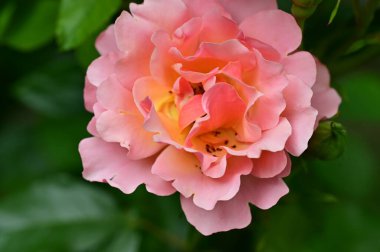 Güneşli yaz gününde bahçede büyüyen güzel güller. 