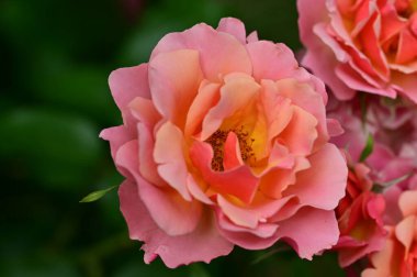 Güneşli yaz gününde bahçede büyüyen güzel güller. 