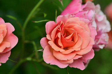 Güneşli yaz gününde bahçede büyüyen güzel güller. 