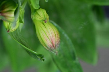 Yeşil bitkilerin kapatılması, bitki konsepti