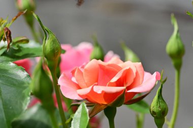 Güneşli yaz gününde bahçede büyüyen güzel güller. 