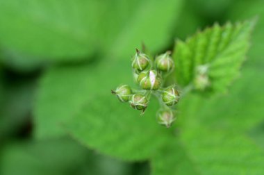 Yeşil bitkilerin kapatılması, bitki konsepti