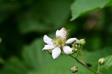 Arının güzel beyaz çiçeklerin üzerinde oturduğu yakın plan bir çekim.