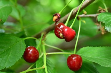 bir ağacın yeşil yaprakları ve kirazları