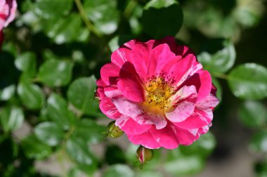 Bahçedeki güzel pembe çiçekler