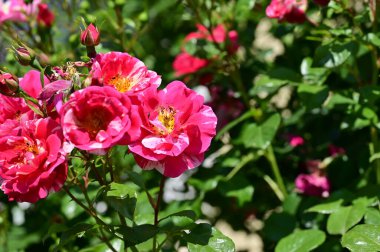 Güneşli yaz gününde bahçede büyüyen güzel güller. 