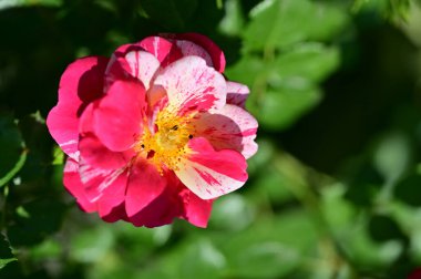 Güneşli yaz gününde bahçede büyüyen güzel güller. 