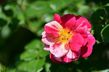Güneşli yaz gününde bahçede büyüyen güzel güller. 