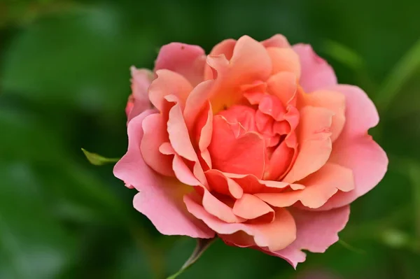 Όμορφα Τριαντάφυλλα Που Μεγαλώνουν Στον Κήπο Την Ηλιόλουστη Μέρα Του — Φωτογραφία Αρχείου
