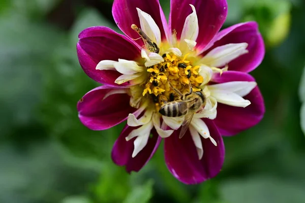 庭の花に座っている虫は — ストック写真
