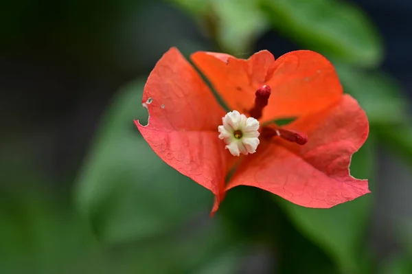 Gyönyörű Vörös Virágok Kertben — Stock Fotó