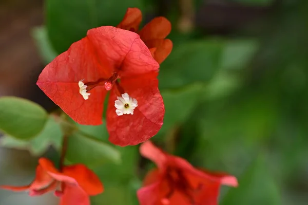 Bahçedeki Güzel Kırmızı Çiçekler — Stok fotoğraf