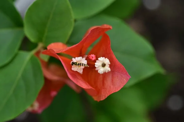Pszczoła Kwiatku Ogrodzie — Zdjęcie stockowe