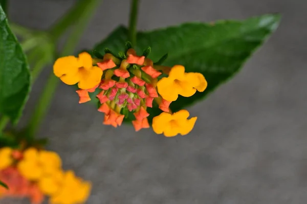 Närbild Skott Små Orange Blommor Trädgården — Stockfoto