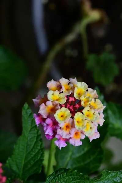 Крупним Планом Знімок Крихітних Квітів Саду — стокове фото