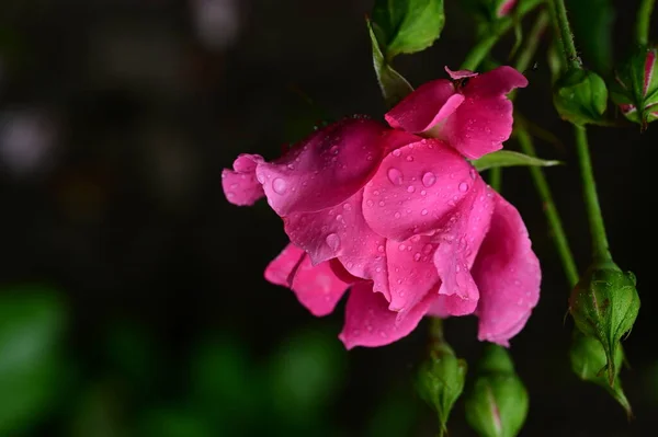 Piękne Róże Rosnące Ogrodzie Letni Słoneczny Dzień — Zdjęcie stockowe